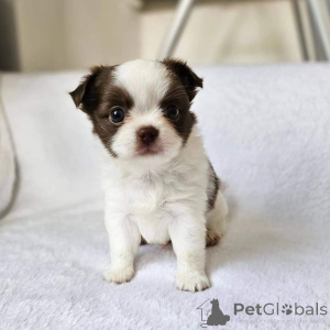 Photo №3. Chihuahua Welpen zur Adoption. Germany