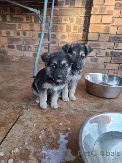 Photo №1. german shepherd - for sale in the city of Allentown | negotiated | Announcement № 170299