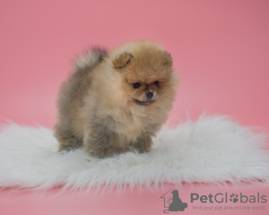 Photo №1. pomeranian - for sale in the city of Berlin | 845$ | Announcement № 78168