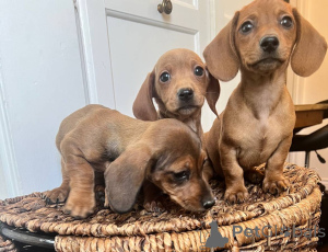 Photo №2 to announcement № 139928 for the sale of dachshund - buy in Germany private announcement