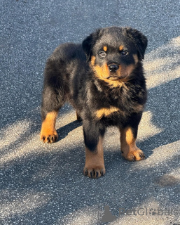 Photo №1. rottweiler - for sale in the city of Brno | negotiated | Announcement № 179020