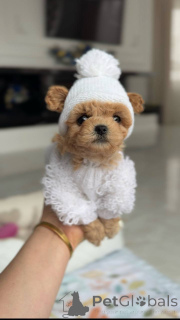 Photo №3. A Maltese girl. Germany