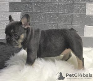 Additional photos: French Bulldog