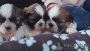 Photo №1. shih tzu - for sale in the city of Berlin | 330$ | Announcement № 95859