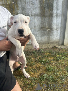 Photo №1. dogo argentino - for sale in the city of Belgrade | negotiated | Announcement № 119118