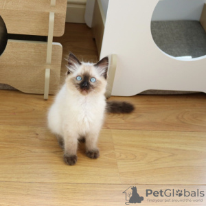 Photo №1. ragdoll - for sale in the city of Leipzig | 449$ | Announcement № 96941