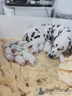 Photo №1. dalmatian dog - for sale in the city of Scarborough | 500$ | Announcement № 111705