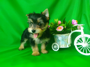 Photo №2 to announcement № 6196 for the sale of yorkshire terrier - buy in Russian Federation from nursery