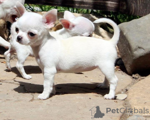 Photo №2 to announcement № 151224 for the sale of chihuahua - buy in United States private announcement, from nursery, from the shelter, breeder