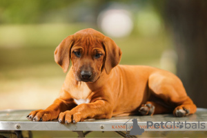 Additional photos: Rhodesian Ridgeback puppies