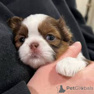 Photo №3. Beautiful Shih Tzu puppies for sale.. United Kingdom
