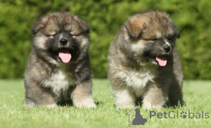 Photo №1. caucasian shepherd dog - for sale in the city of Copenhague | 774$ | Announcement № 167482