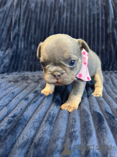 Photo №3. Mini Frenchie babies for sale. United States