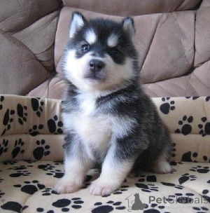 Photo №1. siberian husky - for sale in the city of Wienerwald | 361$ | Announcement № 170144