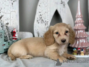Photo №1. non-pedigree dogs - for sale in the city of Ohio | negotiated | Announcement № 162957