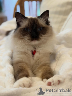 Photo №1. ragdoll - for sale in the city of Strassen | negotiated | Announcement № 156475