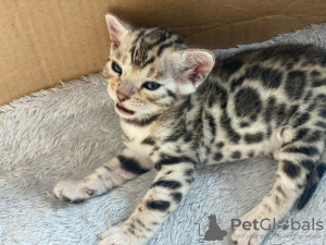 Photo №1. bengal cat - for sale in the city of Murmansk | negotiated | Announcement № 10762