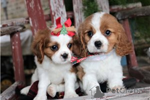 Photo №3. Adorable Cavalier King Charles Puppies for free adoption. Germany