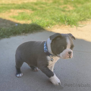 Photo №1. boston terrier - for sale in the city of Aldershot | 465$ | Announcement № 176478