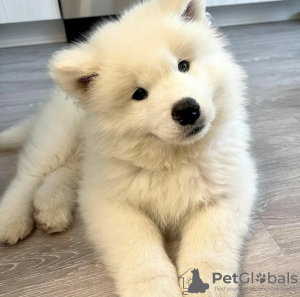 Photo №2 to announcement № 63286 for the sale of samoyed dog - buy in Poland private announcement