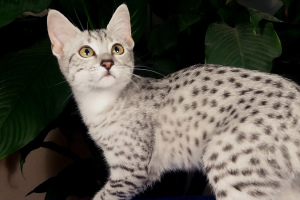 Additional photos: Egyptian Mau