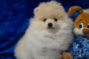 Photo №1. pomeranian - for sale in the city of Москва | 456$ | Announcement № 42487