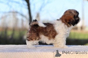 Photo №1. shih tzu - for sale in the city of Paris | negotiated | Announcement № 162513