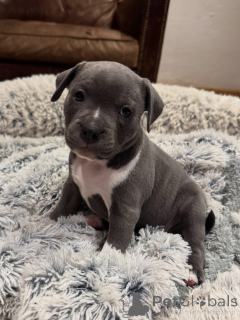 Photo №2 to announcement № 163886 for the sale of staffordshire bull terrier - buy in France private announcement, breeder