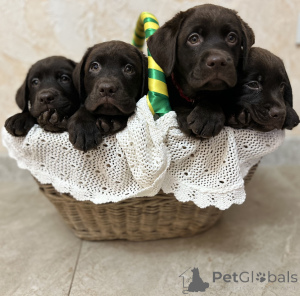 Photo №3. Puppies of chocolate labrador. Russian Federation