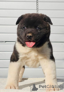 Photo №2 to announcement № 84451 for the sale of american akita - buy in Serbia 
