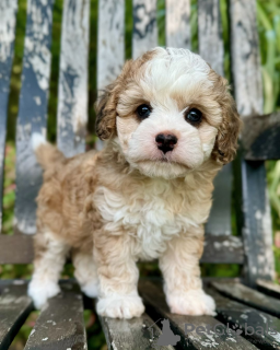 Photo №1. cavalier king charles spaniel - for sale in the city of Paris | negotiated | Announcement № 115397