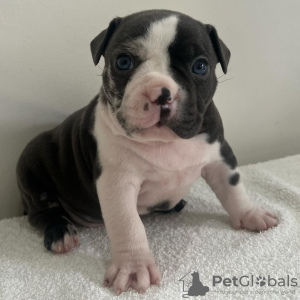 Photo №1. american bully - for sale in the city of Kuwait City | negotiated | Announcement № 132253