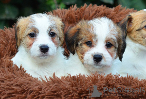 Photo №1. jack russell terrier - for sale in the city of Kherson | negotiated | Announcement № 16734