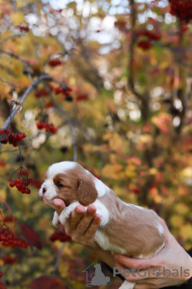 Additional photos: Cavalier King Charles Spaniel