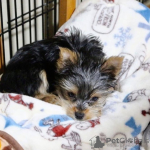 Additional photos: Yorkshire Terrier,