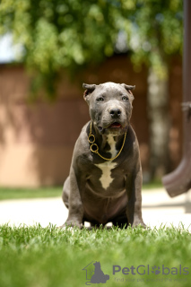 Additional photos: American Bully XL puppies