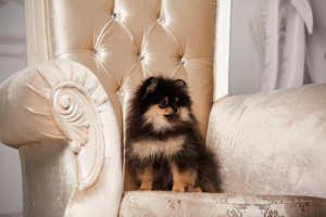Photo №1. pomeranian - for sale in the city of Sevastopol | 1078$ | Announcement № 1858