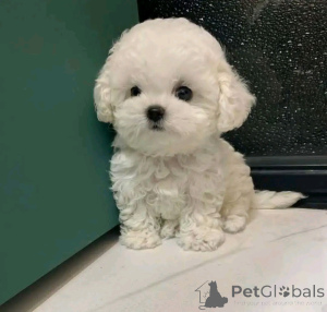 Photo №1. maltese dog - for sale in the city of Helsinki | 568$ | Announcement № 163772