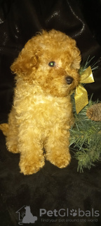 Photo №2 to announcement № 8776 for the sale of poodle (toy) - buy in Ukraine from nursery