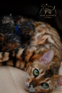 Photo №2 to announcement № 65586 for the sale of bengal cat - buy in Germany from nursery, breeder