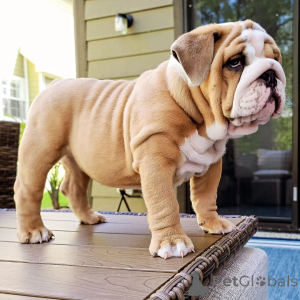 Photo №1. english bulldog - for sale in the city of Vergina | negotiated | Announcement № 170474
