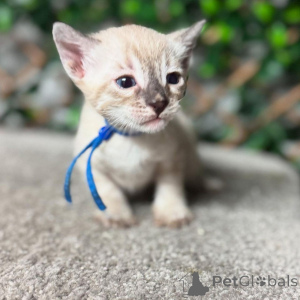 Photo №2 to announcement № 152770 for the sale of bengal cat - buy in France private announcement