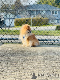 Photo №4. Mating pomeranian in Canada. Announcement № 9896