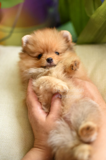 Photo №3. Pomeranian Pomeranian Puppies Girls. United States