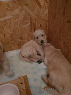 Photo №3. Mini Goldendoodle puppies. Belgium