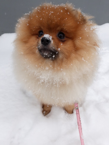 Photo №2 to announcement № 4777 for the sale of german spitz - buy in Russian Federation private announcement