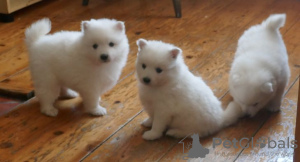Photo №3. japanese spitz puppies. Lithuania