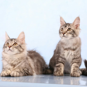 Photo №4. I will sell maine coon in the city of Chelyabinsk. private announcement - price - 332$