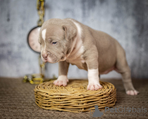 Photo №3. american bully sale. Russian Federation