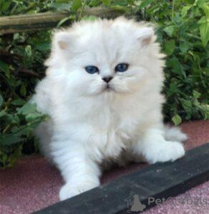 Photo №1. persian cat - for sale in the city of Mäntsälä | 465$ | Announcement № 168918